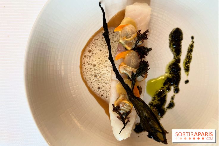 Le Pergolèse - Lieu jaune, coquillages