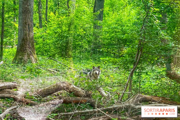 La Forêt des Loups - IMG 2091