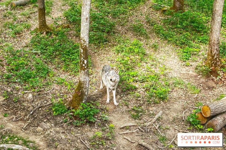 La Forêt des Loups - IMG 2103