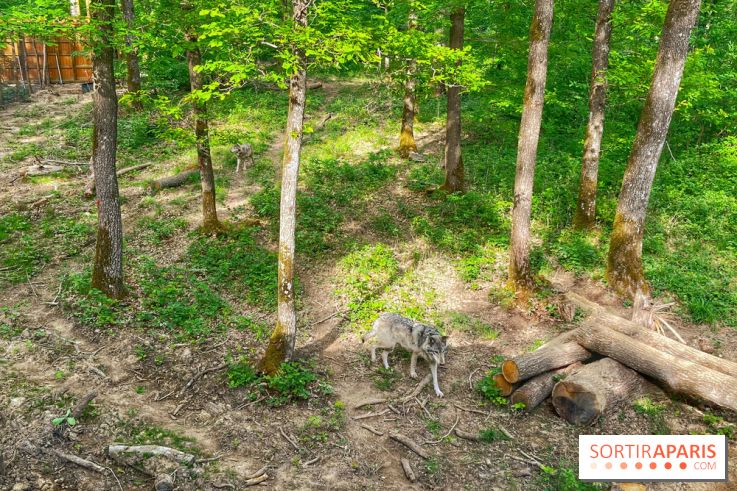La Forêt des Loups - IMG 2106