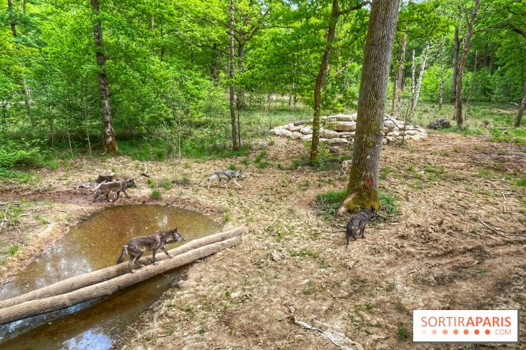 La Forêt des Loups