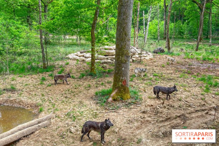 La Forêt des Loups