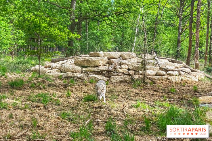 La Forêt des Loups - IMG 2121