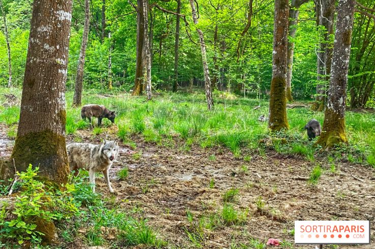 La Forêt des Loups