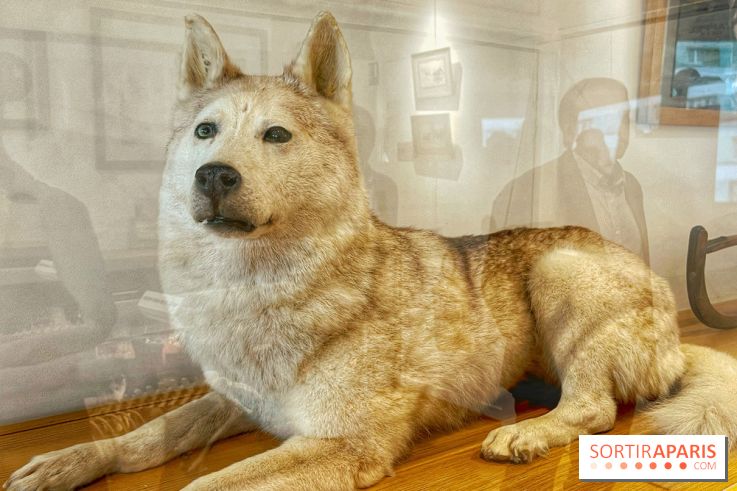 Collection dédié aux chiens
