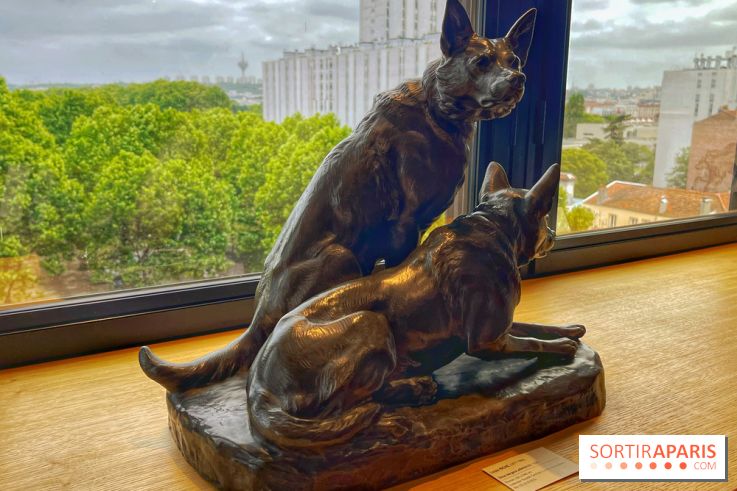 Collection dédié aux chiens - IMG 2317