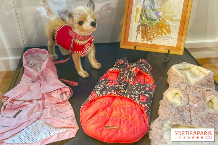 Collection dédié aux chiens