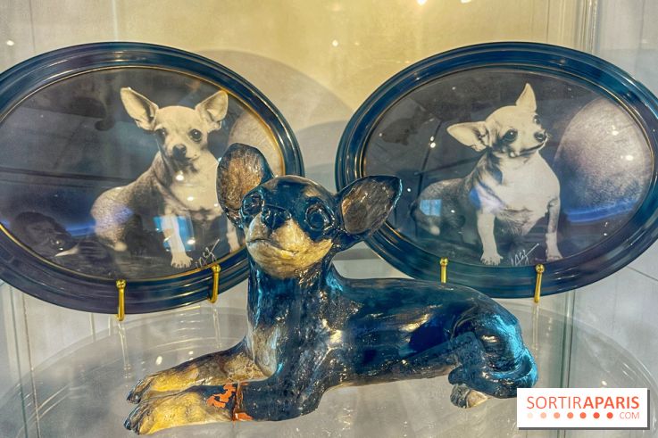 Collection dédié aux chiens