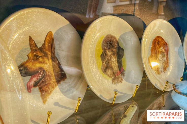 Collection dédié aux chiens