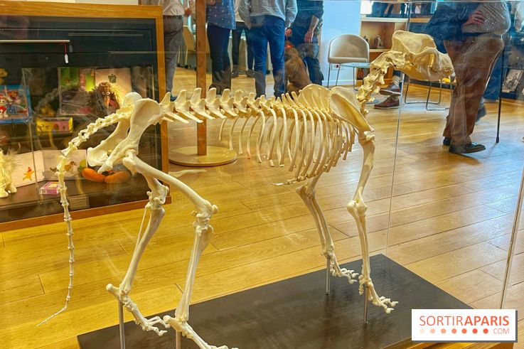 Collection dédié aux chiens - IMG 2324