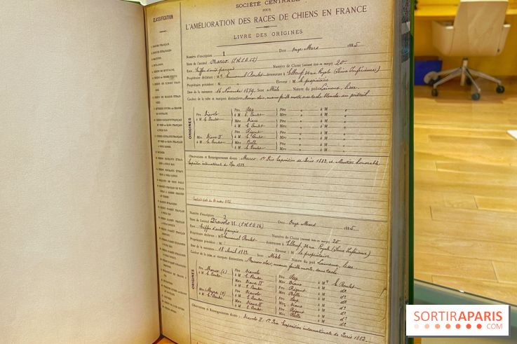 Collection dédié aux chiens - IMG 2328