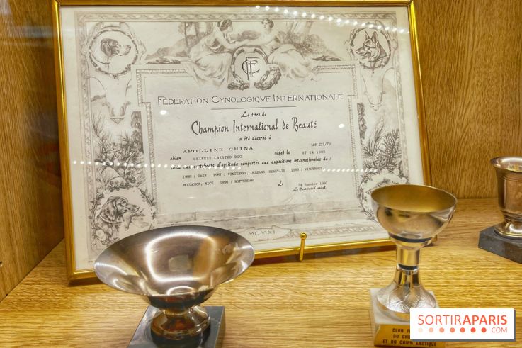 Collection dédié aux chiens - IMG 2329