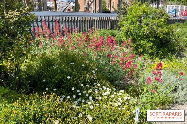 Jardin Anna Marly - nos photos - image00001