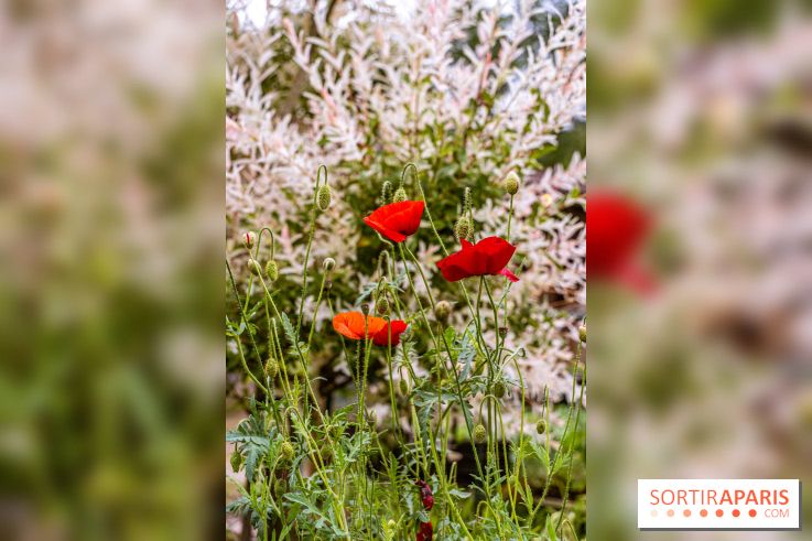 Les Jardins de Juliette à Elancourt  -  A7C5436