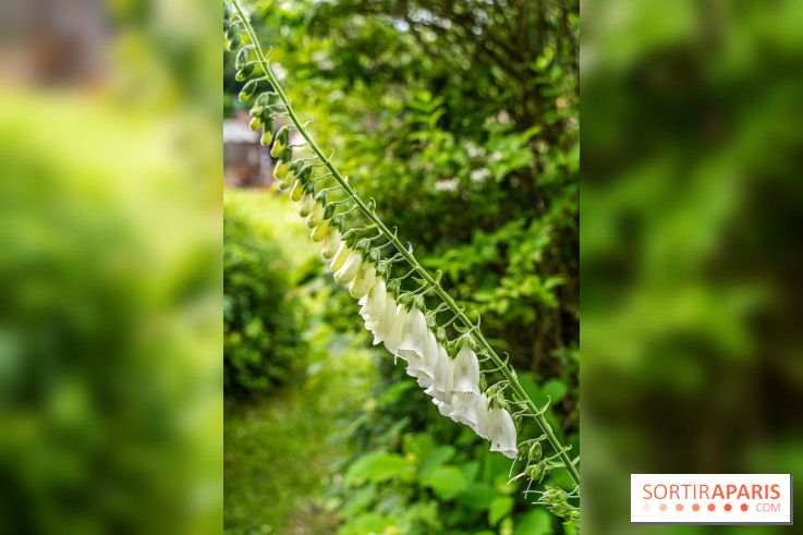 Les Jardins de Juliette à Elancourt  -  A7C5431