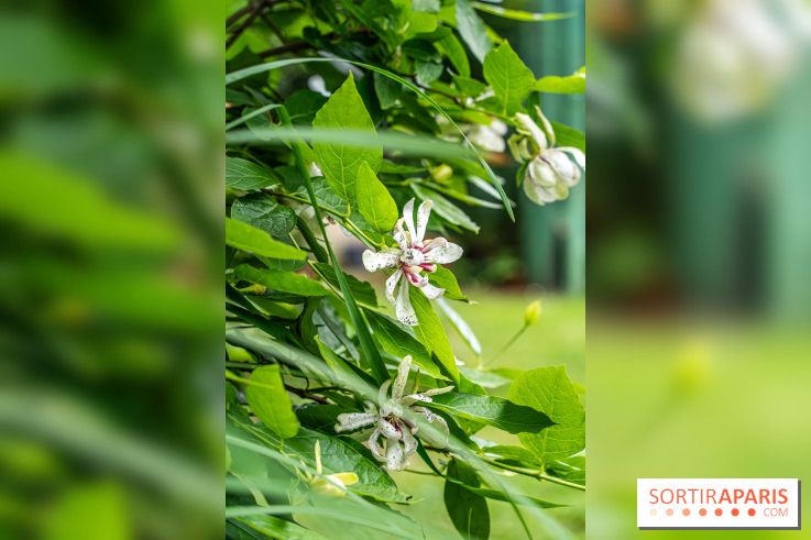 Les Jardins de Juliette à Elancourt  -  A7C5408