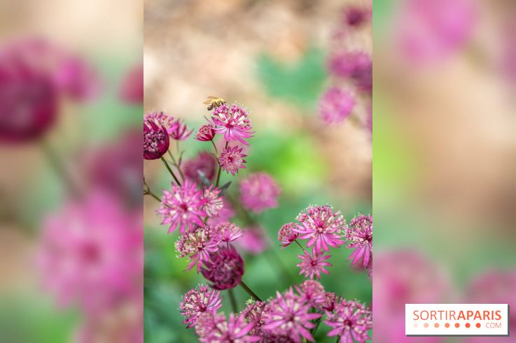Le Jardin des Aubépines a Auffargis  - A7C01452