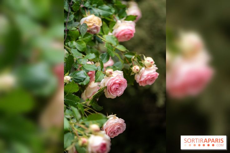 Le Jardin des Aubépines a Auffargis  - A7C01409