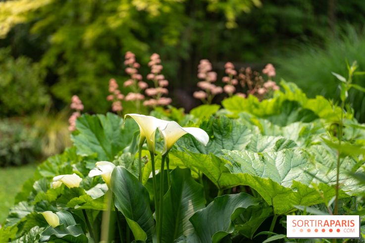 Le Jardin des Aubépines a Auffargis  - A7C01439