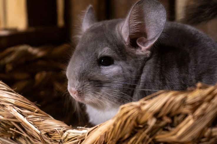 Le Monde de Noé : L’expérience immersive sur le monde animal 