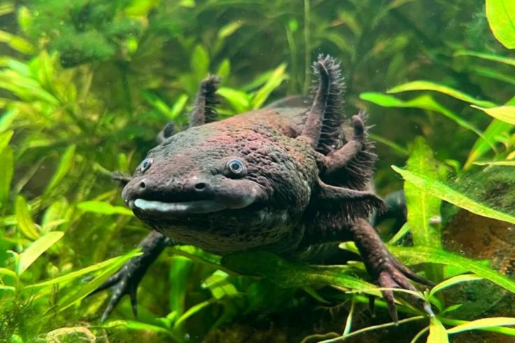 Le Monde de Noé : L’expérience immersive sur le monde animal 