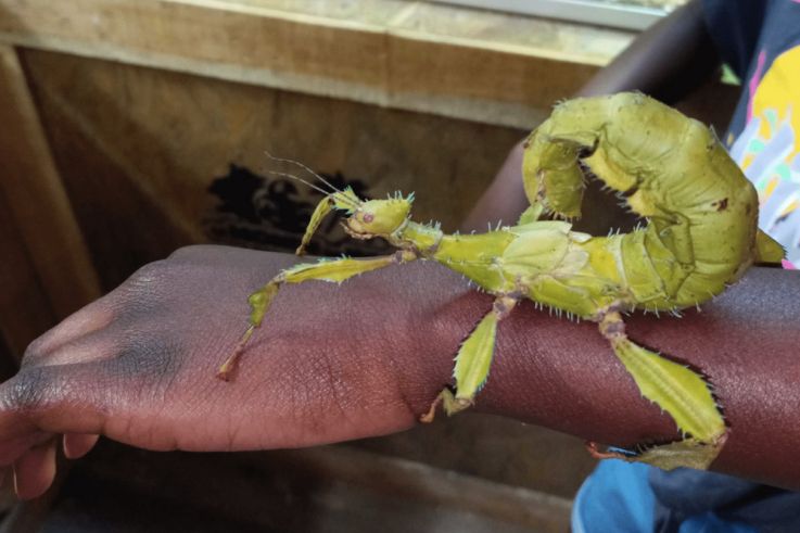 Le Monde de Noé : L’expérience immersive sur le monde animal 