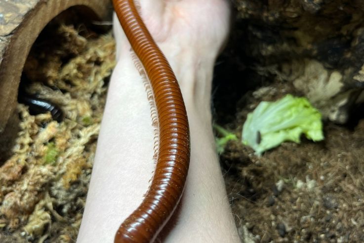 Le Monde de Noé : L’expérience immersive sur le monde animal 