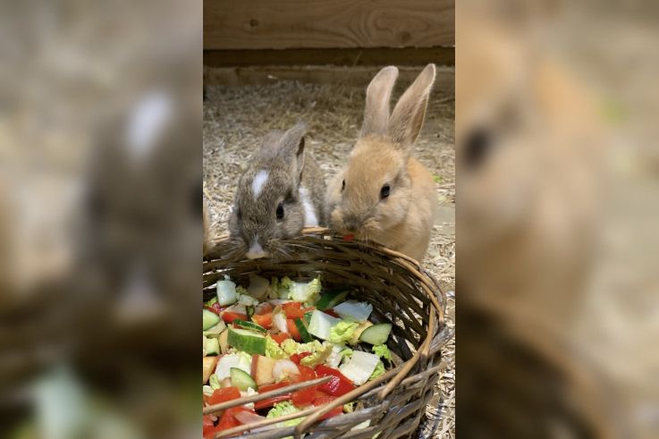 Le Monde de Noé : L’expérience immersive sur le monde animal 