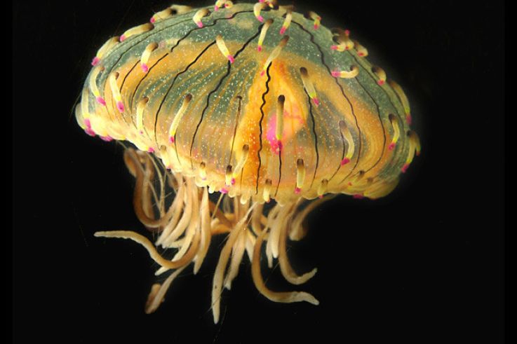 Disco Méduses à l'Aquarium Sea Life