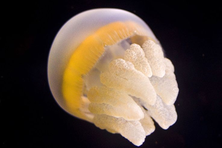 Disco Méduses à l'Aquarium Sea Life