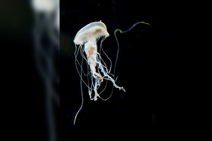 Disco Méduses à l'Aquarium Sea Life