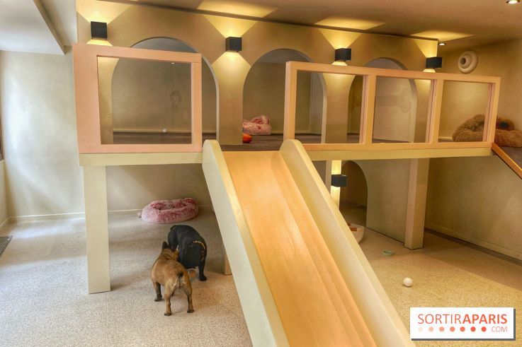 The Dogry - IMG 3591