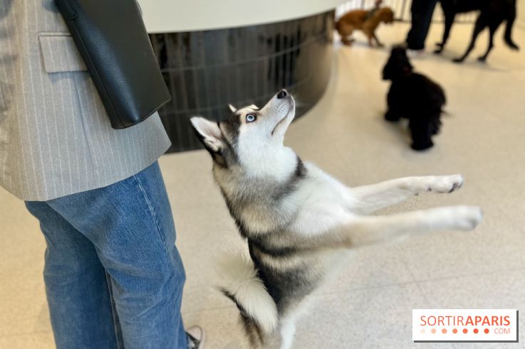 The Dogry - IMG 3604