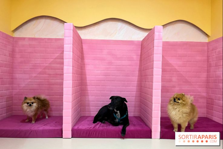 Patapwouf, le spot cani-friendly de Saint-Ouen - nos photos - EFD876A8 E455 49B4 A85E 02B255FF5AC9