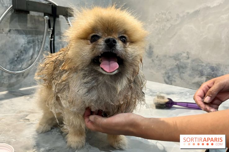 Patapwouf, le spot cani-friendly de Saint-Ouen - nos photos - F0F099CA D4D5 4057 8F22 EA80E51F0193