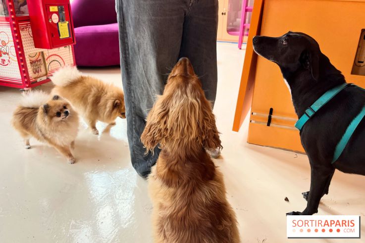 Patapwouf, le spot cani-friendly de Saint-Ouen - nos photos - FB70D621 F8DA 4209 90C0 D461AB7967BD
