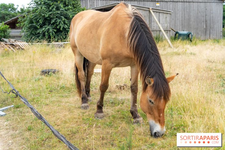Balade en chevaux Henson en forêt de Fontainebleau  - A7C02828