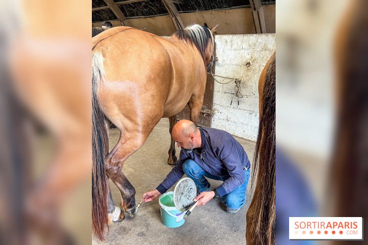 Balade en chevaux Henson en forêt de Fontainebleau