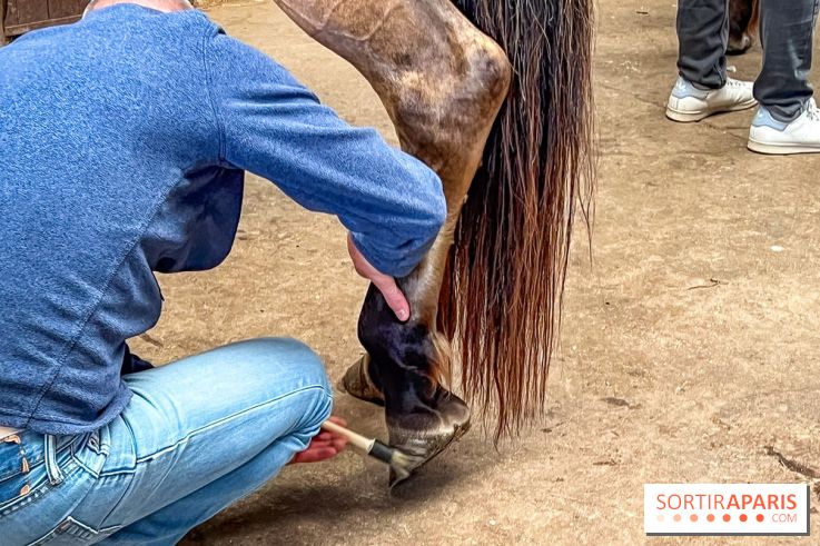 Balade en chevaux Henson en forêt de Fontainebleau