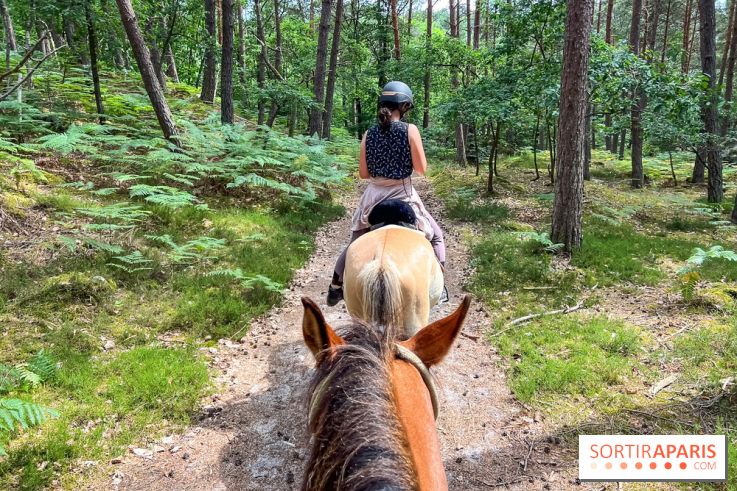Balade en chevaux Henson en forêt de Fontainebleau
