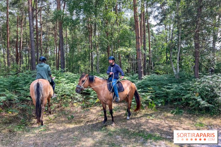 Balade en chevaux Henson en forêt de Fontainebleau  - IMG 2107
