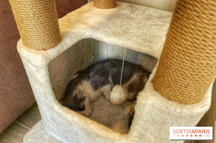 Chat-Rivari Café