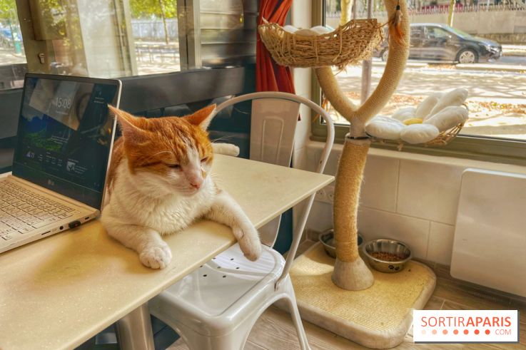 Chat-Rivari Café