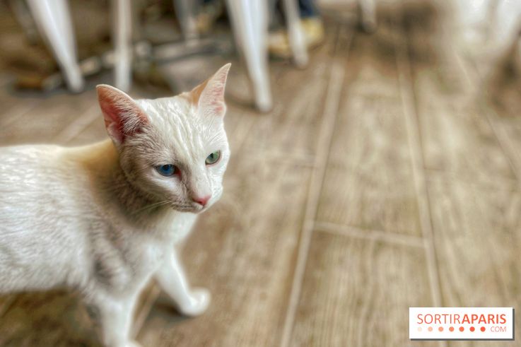 Chat-Rivari Café
