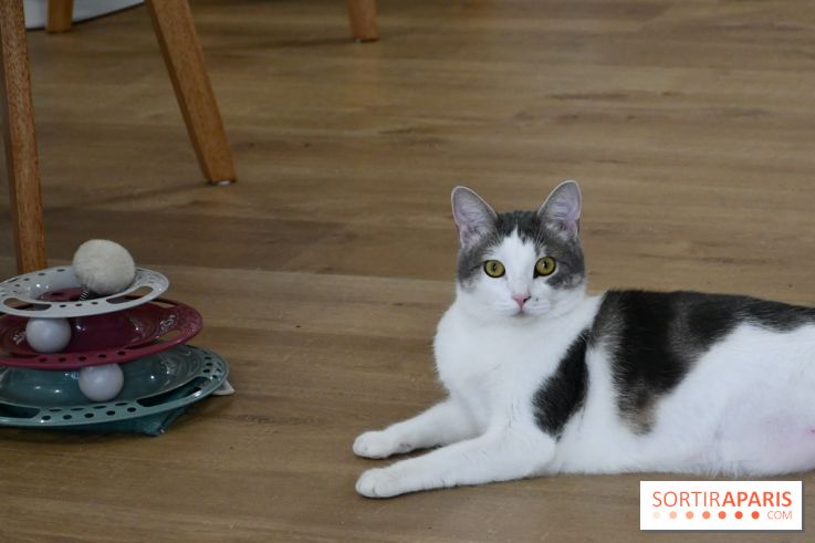 Koneko Work : le café coworking pour travailler en compagnie des chats - DSC 4717(1) Fotor