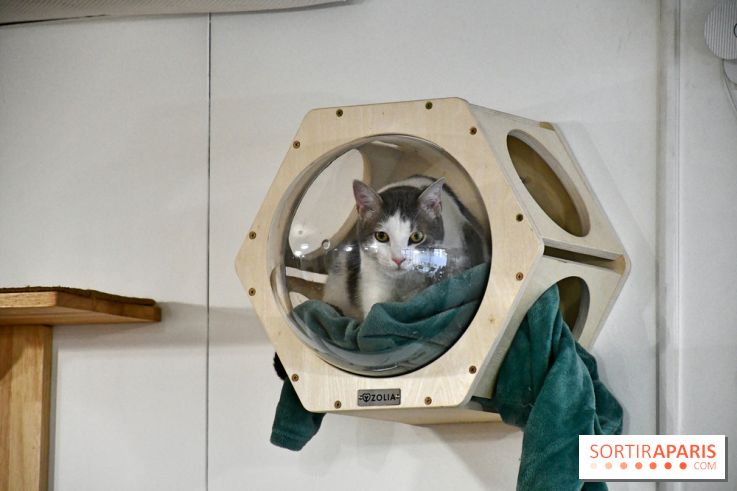 Koneko Work : le café coworking pour travailler en compagnie des chats - DSC 5237