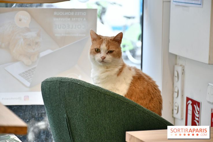 Koneko Work : le café coworking pour travailler en compagnie des chats - DSC 5238