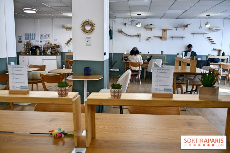Koneko Work : le café coworking pour travailler en compagnie des chats - DSC 5247