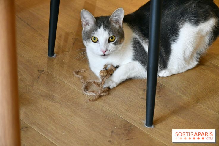 Koneko Work : le café coworking pour travailler en compagnie des chats - DSC 5251