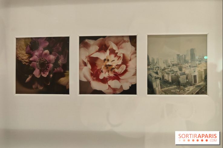 Polaraki, mille polaroids d'Araki Nobuyoshi : l'exposition du musée Guimet se dévoile